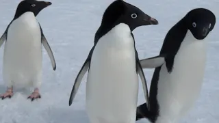 Penguins vs skua