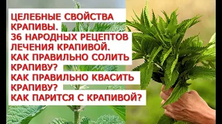 Целебные свойства крапивы  36 народных рецептов лечения крапивой  Как правильно солить крапиву