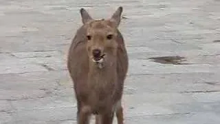 What sound does a deer make?