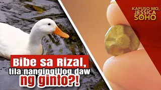 Bibe sa Rizal, tila nangingitlog daw ng ginto?! | Kapuso Mo, Jessica Soho