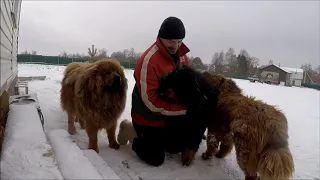 Сколько съедает Тибетский Мастиф