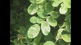 Rose Mosaic Virus Disease and the Heat Therapy Program at Florida Southern College