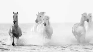 Horses of the Camargue