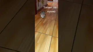 Котёнок топает на кухню