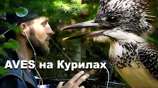 Киностудия AVES на Южных Курилах - в поисках края Земли | Film Studio Aves