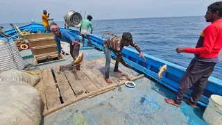 ஆழ்கடலில் 2 ரூபாய் தூண்டிலில் பிடித்த வெளிநாடுகளுக்கு ஏற்றுமதியாகும் மீன்கள்