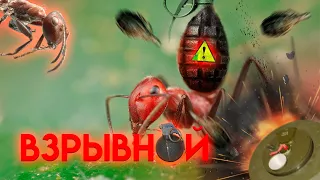 ВЗРЫВАЮЩИЙСЯ МУРАВЕЙ — COLOBOPSIS EXPLODENS — Удивительные виды муравьёв  №6