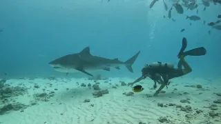 Дистанция с тигровой акулой