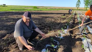 Помідори садимо тільки так з мульчуванням Херсонці на Львівщині