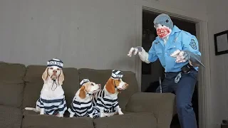 Dogs Arrested by Shark Cop Prank: Funny Dogs Maymo, Penny & Potpie