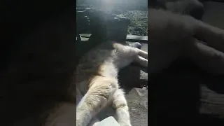 Как убить кота