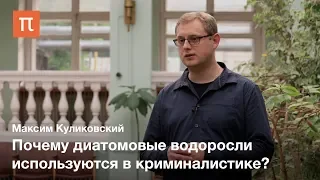 Диатомовые водоросли — Максим Куликовский