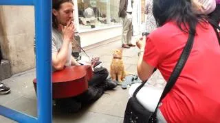 A street cat named bob