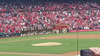 StL Cardinals Clydesdales at Opening Day 2/4/2024 Magnificent!!