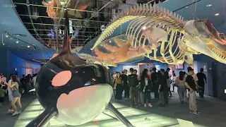 Ngày 4 Tại Nhật Bản Đi Thủy Cung Ngắm Cá Voi Sát Thủ Cá Heo - Dân Biển