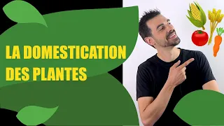 COURS DE TERMINALE SPÉCIALITÉ SVT CHAP.11: LA DOMESTICATION DES  PLANTES -Bio Logique