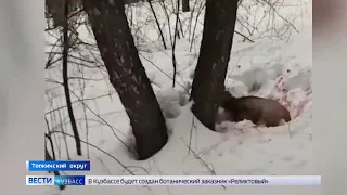 Бродячие собаки уничтожают косуль. Кузбасс, Топкинский округ.