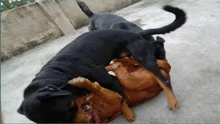 Two Rottweiler Attack on French Mastiff Dog 😢😢