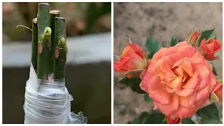 How to graft many Rose branches on 1 Rose plant | Rose Grafting