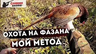 Как охотиться на фазана?Охота на фазана без собакиСлавная Охота