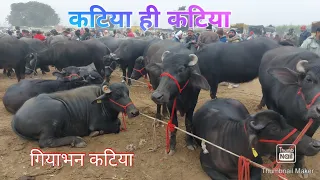 Madhiyai Pashu Mandi | Katiya Paddi Mela | Murra Katri | Buffalo Market Up |Haryana Murra Katri Majh