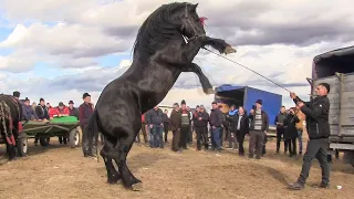 Top 10 beautiful horses that jump in two legs!