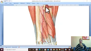 Musculo-skeletal Module I in Arabic 30 ( Radial nerve ) , by Dr. Wahdan 2022