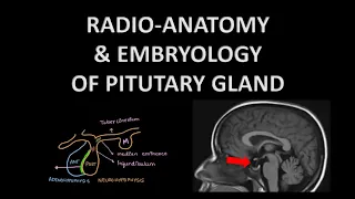 RADIO-ANATOMY OF PITUTARY GLAND I EMBRYOLOGY l Sella anatomy