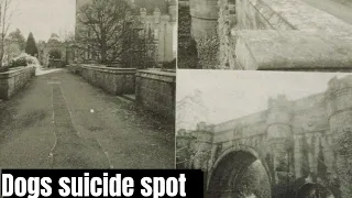 Dogs Suicide Spot Unsolved Mystery