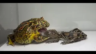 лягушка против крокодила ЖИВОЕ ПРЕДУПРЕЖДЕНИЕ Pacman frog vs Crocodile LIVE FEEDING WARNING