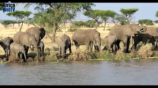 The Most Amazing Africa Wildlife, Serengeti | Tanzania Safari