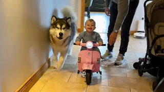 Adorable Baby Boy Learns To Ride A Scooter With His Huge Dog! (Cutest Ever!!)