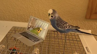 Budgies chat with new laptop