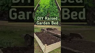 DIY Raised Garden Bed (easy victory garden project) #shorts
