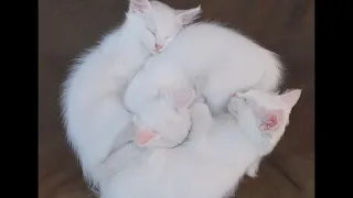 One Hour Mozart for Cat Relaxation | Один час Моцарта для котов и кошек