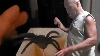 SPIDER BOX [PRANK] ON POPS ,😭🤣😭🤣