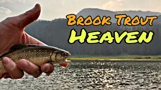 Colorado Alpine Lake Bait Finesse Trout Fishing (Hassell Lake Trail) feat. Tiger Trout #송어낚시 #マス釣り