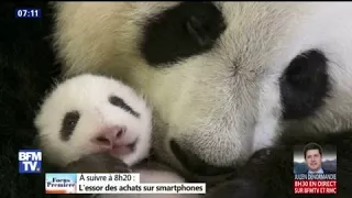 Tout mignon, le bébé panda né au zoo de Beauval vient d'ouvrir les yeux