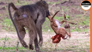 Impala's Life Was Cut Short by Baboons Before it Ever Started