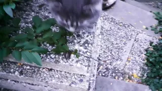 Katze gegen Schnecke