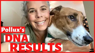 Pollux's Dog DNA Results | What Breed Is My Dog?