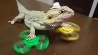 Lizard in figet spinner