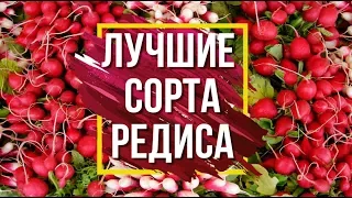 Лучшие сорта редиса 👍 Семена от фирмы Гавриш 🌱Обзор семян редиса