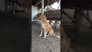 Dog taps its leg to music | CONTENTbible