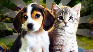 TERHARU! 10 Persahabatan Kucing dan Anjing yang Lucu PART I