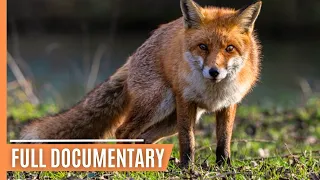 Wildlife in Unexpected Places - Foxes in Urban Environments | Full Documentary