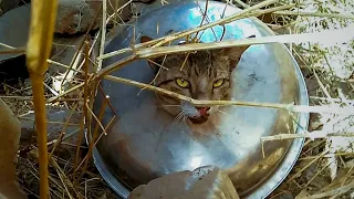 Curiosity nearly killed the cat who became trapped in a garbage kitchen sink. | Cat Stuck