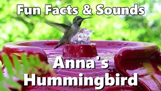 Anna's Hummingbird Fun FACTS and SOUNDS