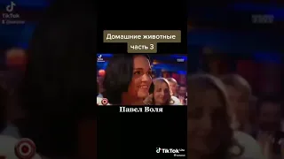 "Животные" Павел Воля