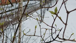 Погода в Житомирі сьогодні, зима бореться з весною, знову завалило снігом